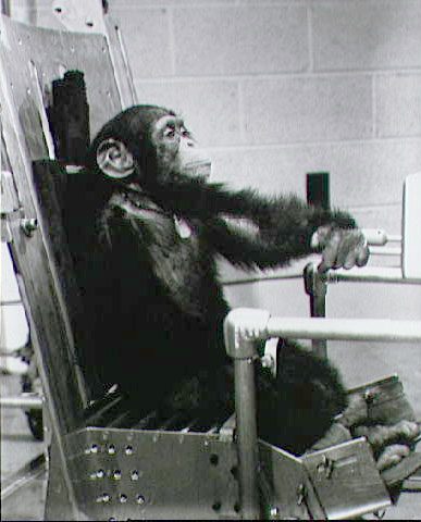 HAM the astrochimp training for his historic flight. Photo courtesy of NASA.
